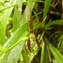 Image of Brassia ocanensis Lindl.