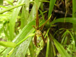 Brassia ocanensis Lindl. resmi