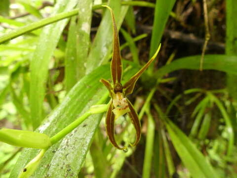 Image of Brassia ocanensis Lindl.