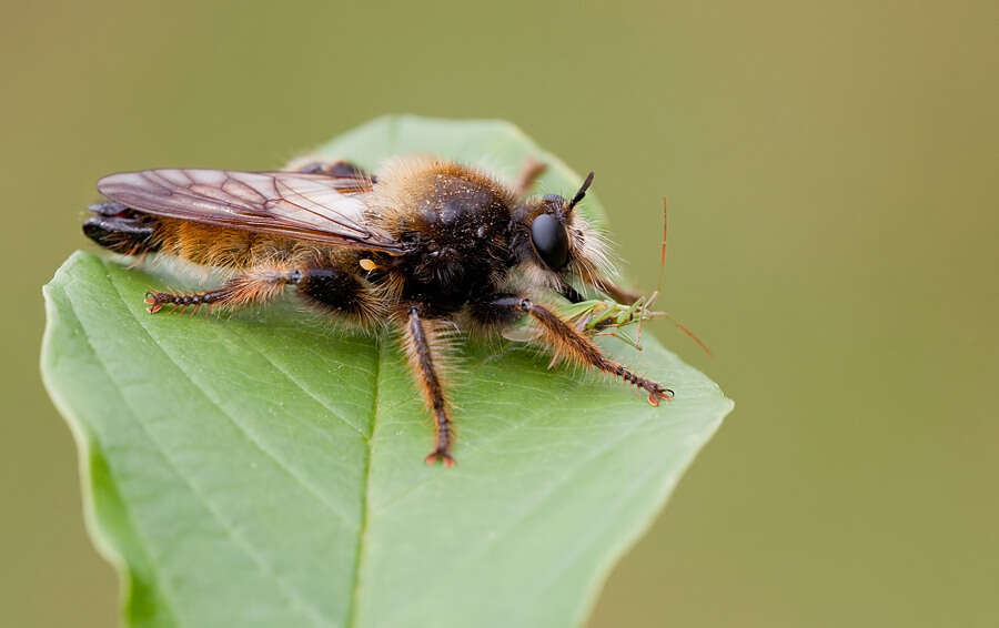 Image of Laphria flava (Linnaeus 1761)