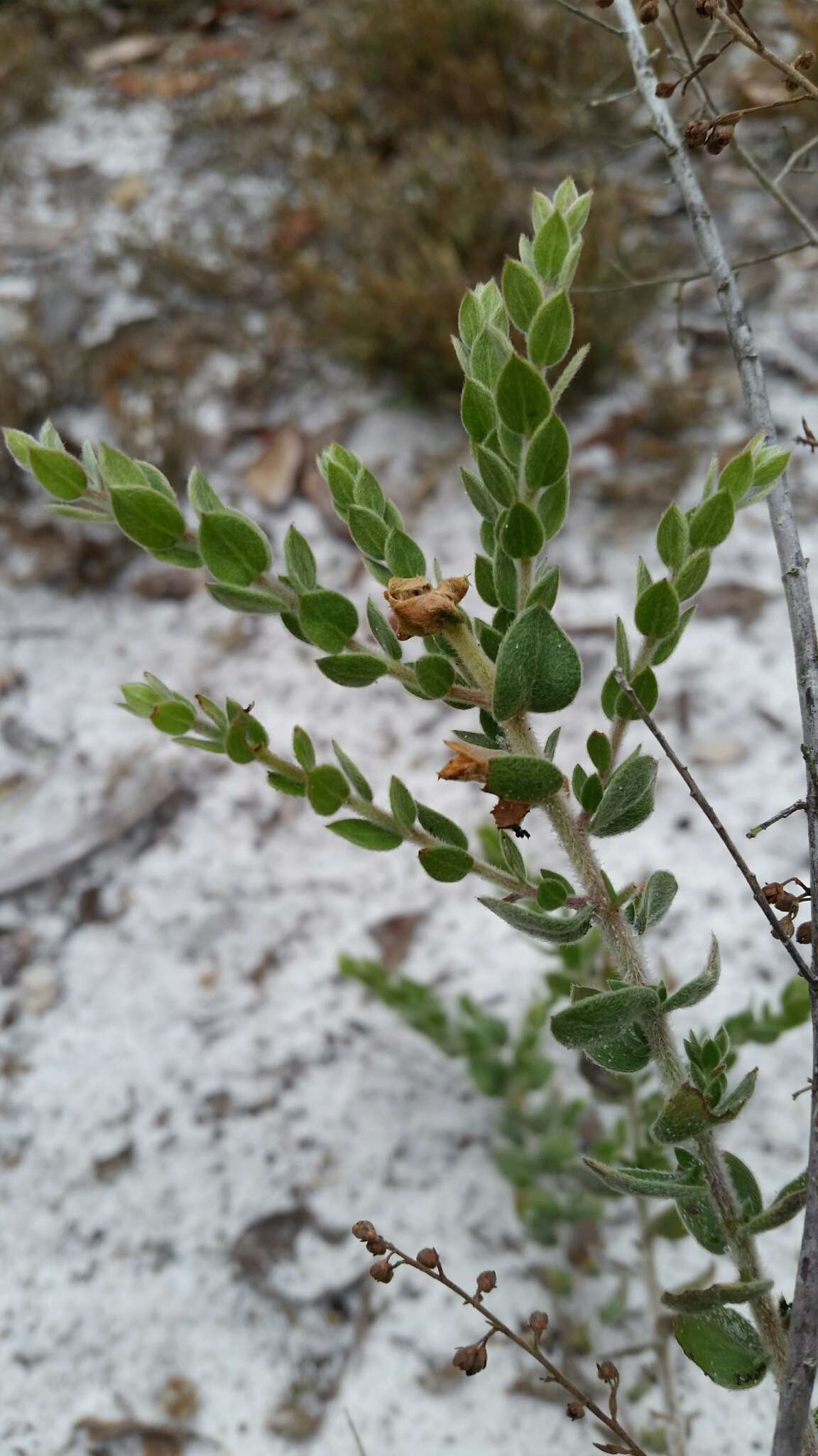 Image of Scrub Pinweed