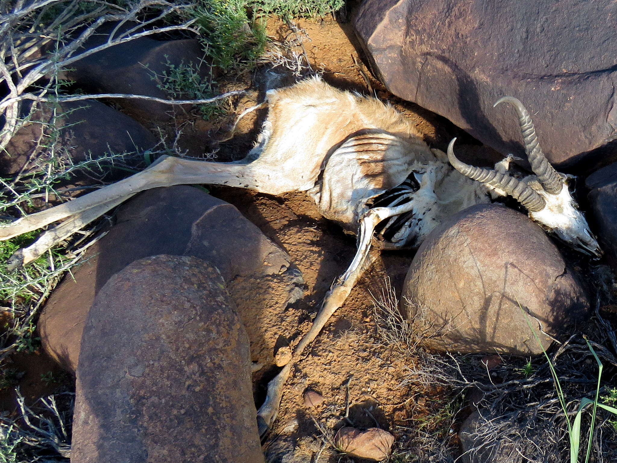 Image of Antidorcas marsupialis marsupialis (Zimmermann 1780)