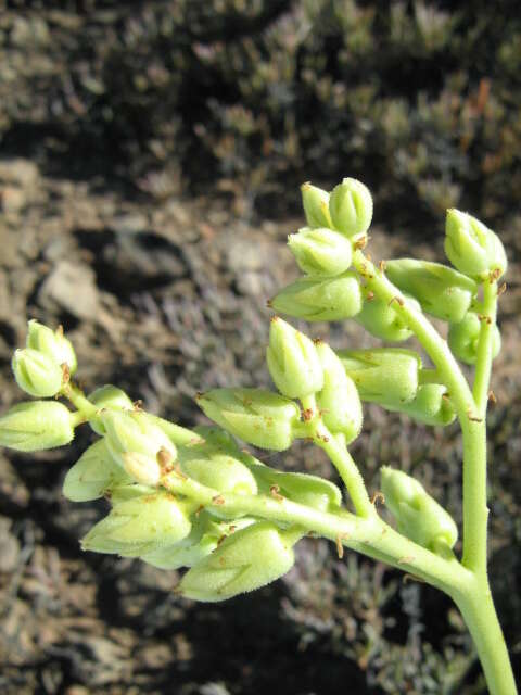 Image of Tylecodon wallichii subsp. wallichii