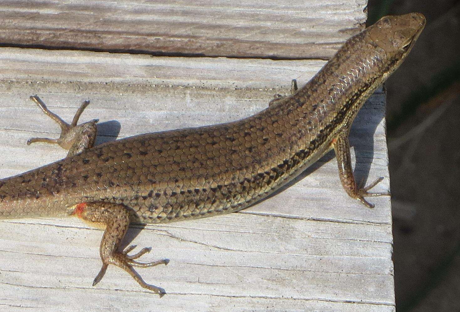 Image of Trachylepis depressa (Peters 1854)