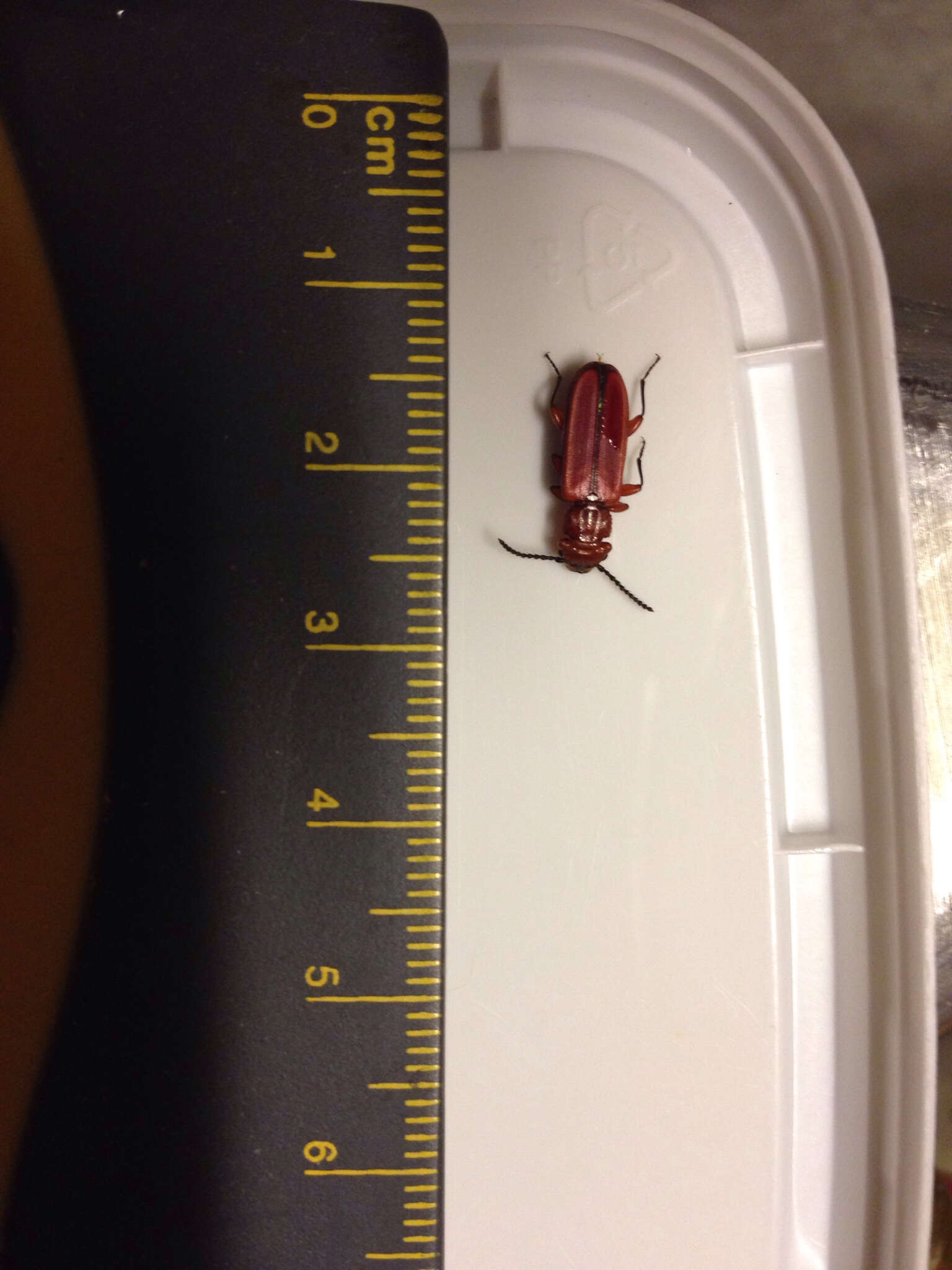 Image of Red Flat Bark Beetle