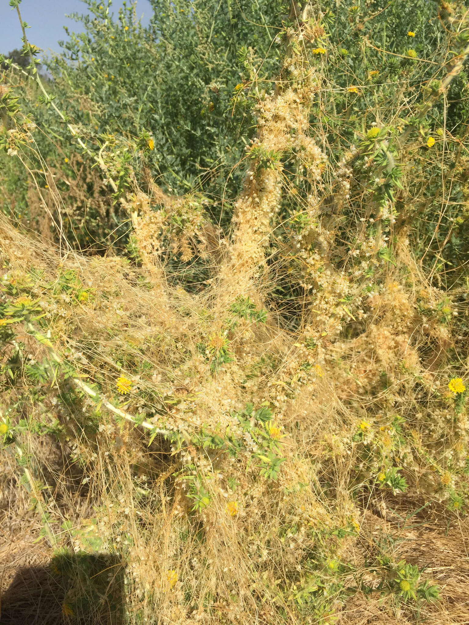 Cuscuta salina Engelm. resmi