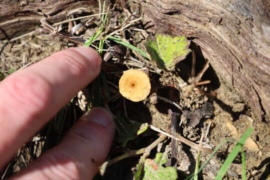 Imagem de Crepidotus subfulviceps (Murrill) Aime, Vila & P.-A. Moreau 2009