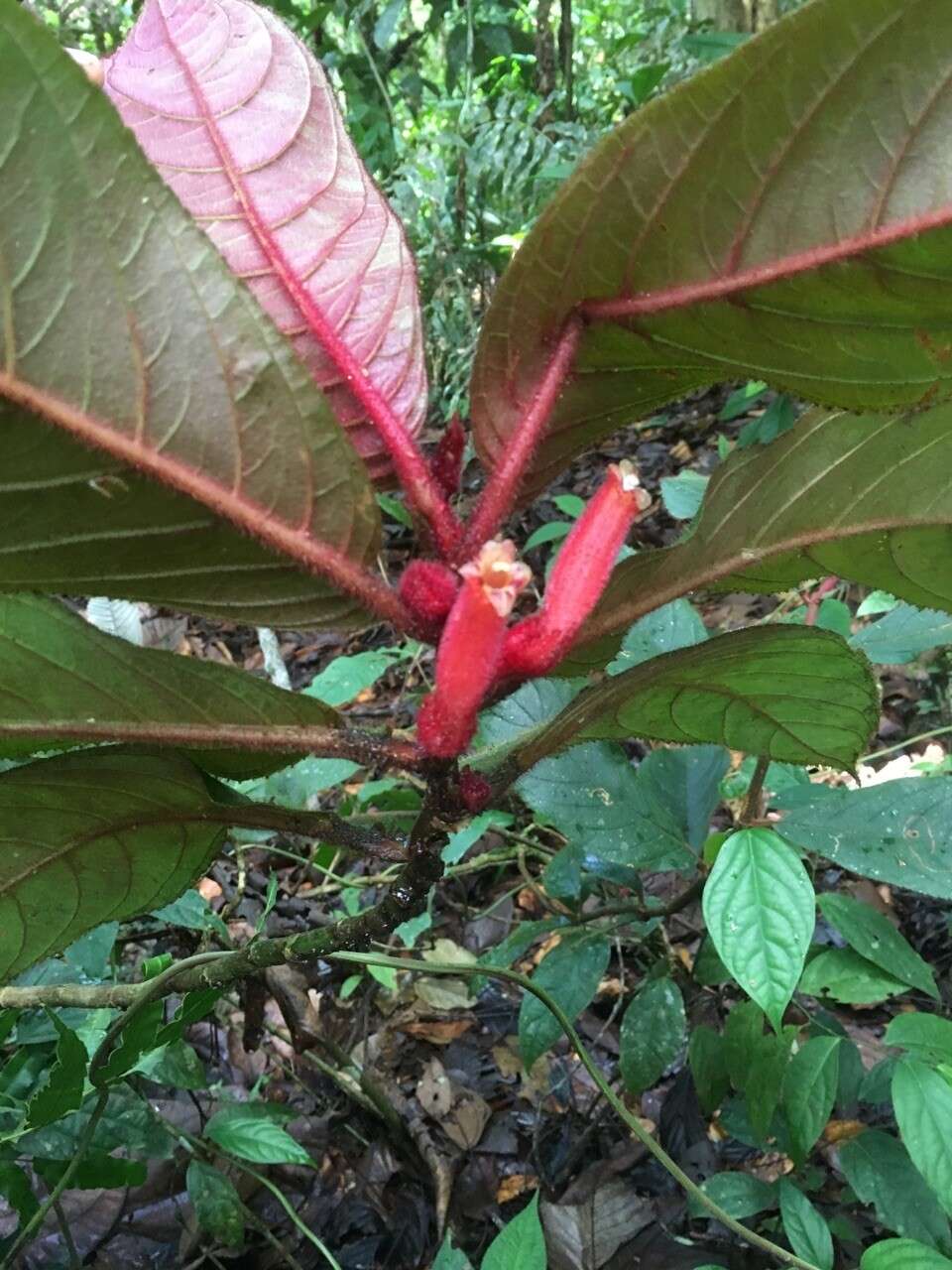 Image of Columnea inaequilatera Poepp.