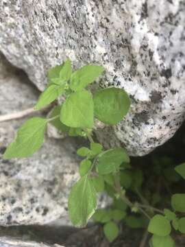 Image of Parietaria hespera var. hespera