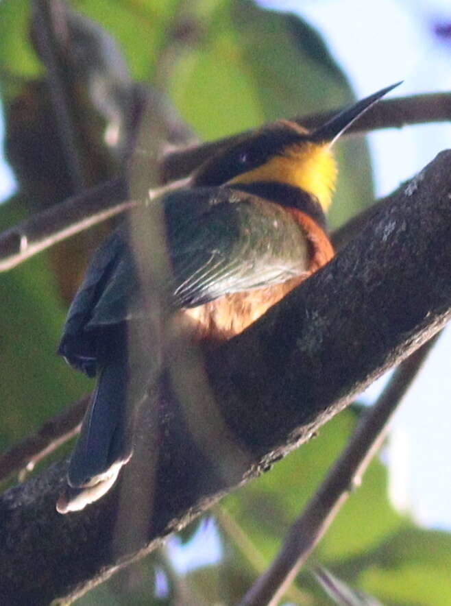 Image of Cinnamon-breasted Bee-eater