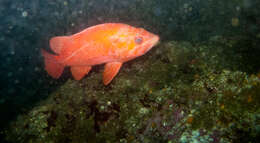 Image of Vermilion rockfish