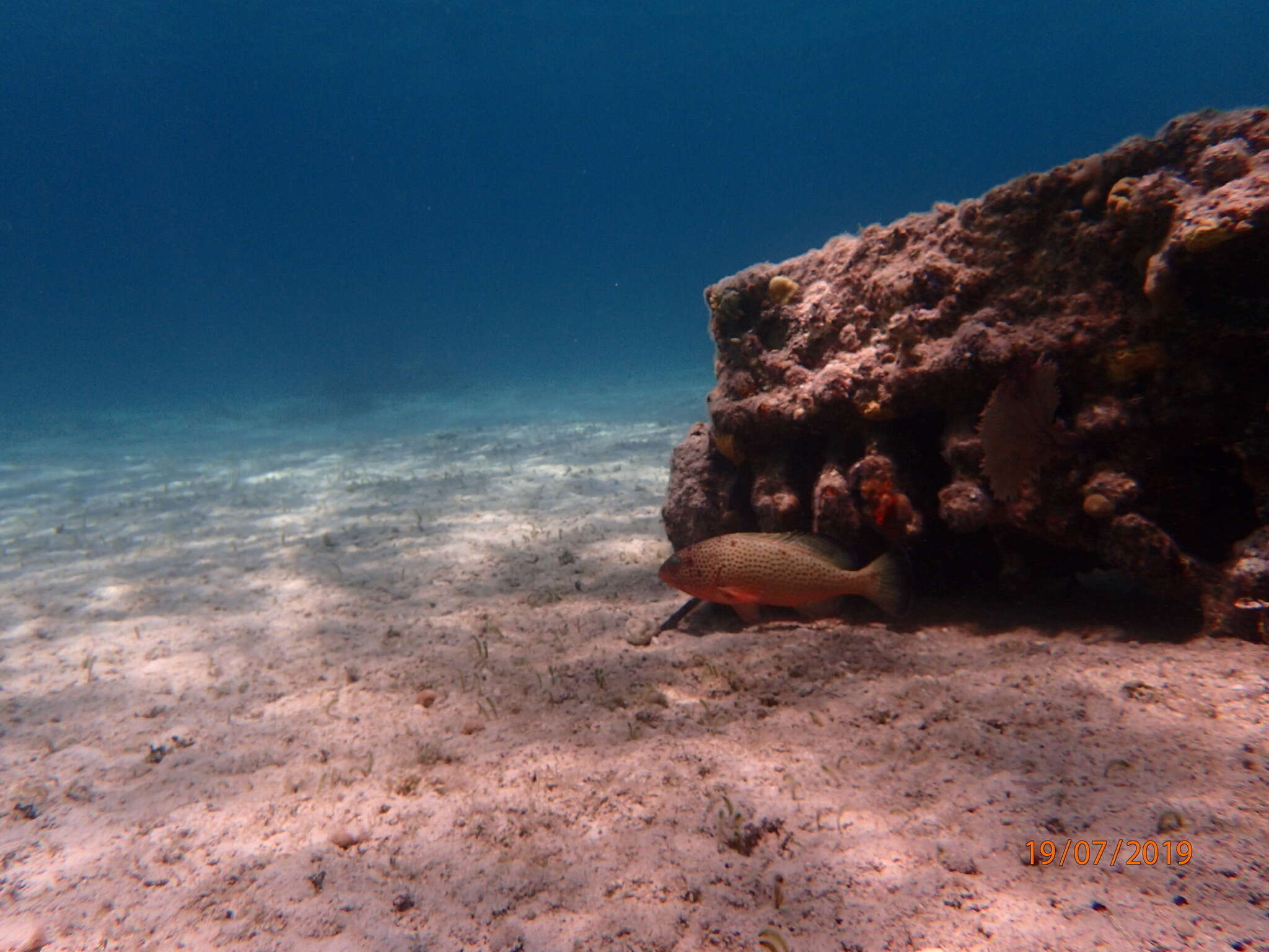 Epinephelus guttatus (Linnaeus 1758) resmi