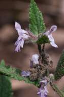 Image de Stachys pilosa var. pilosa