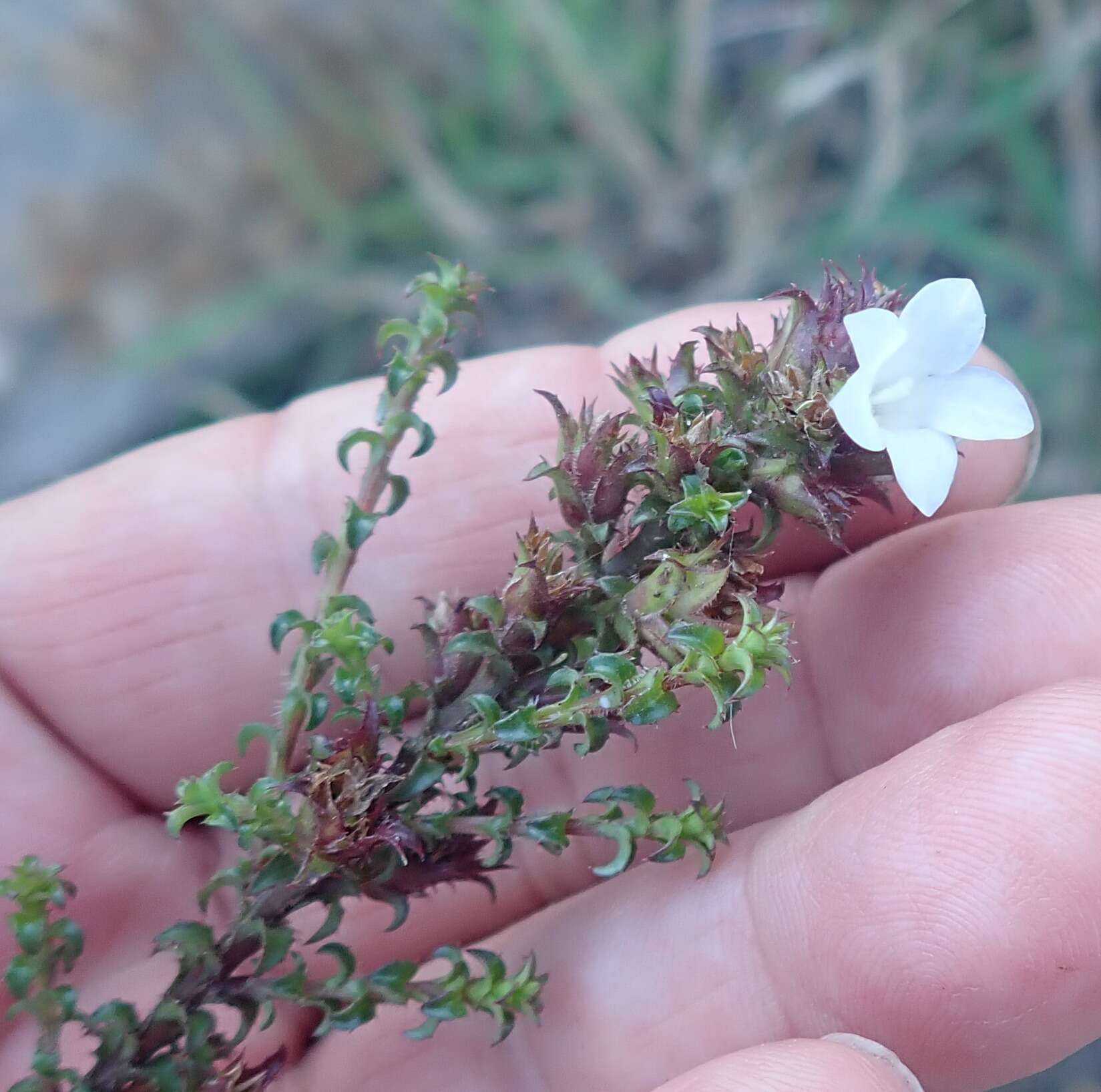 Image of Roella amplexicaulis Dod