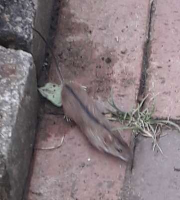 Image of Striped Field Mouse