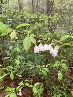 Image de Halesia carolina L.