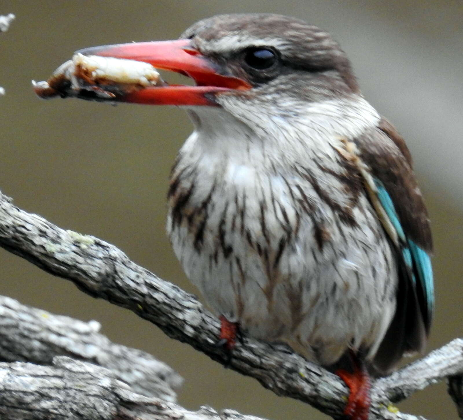 Image of Potamonautes barbarai Phiri & Daniels 2014