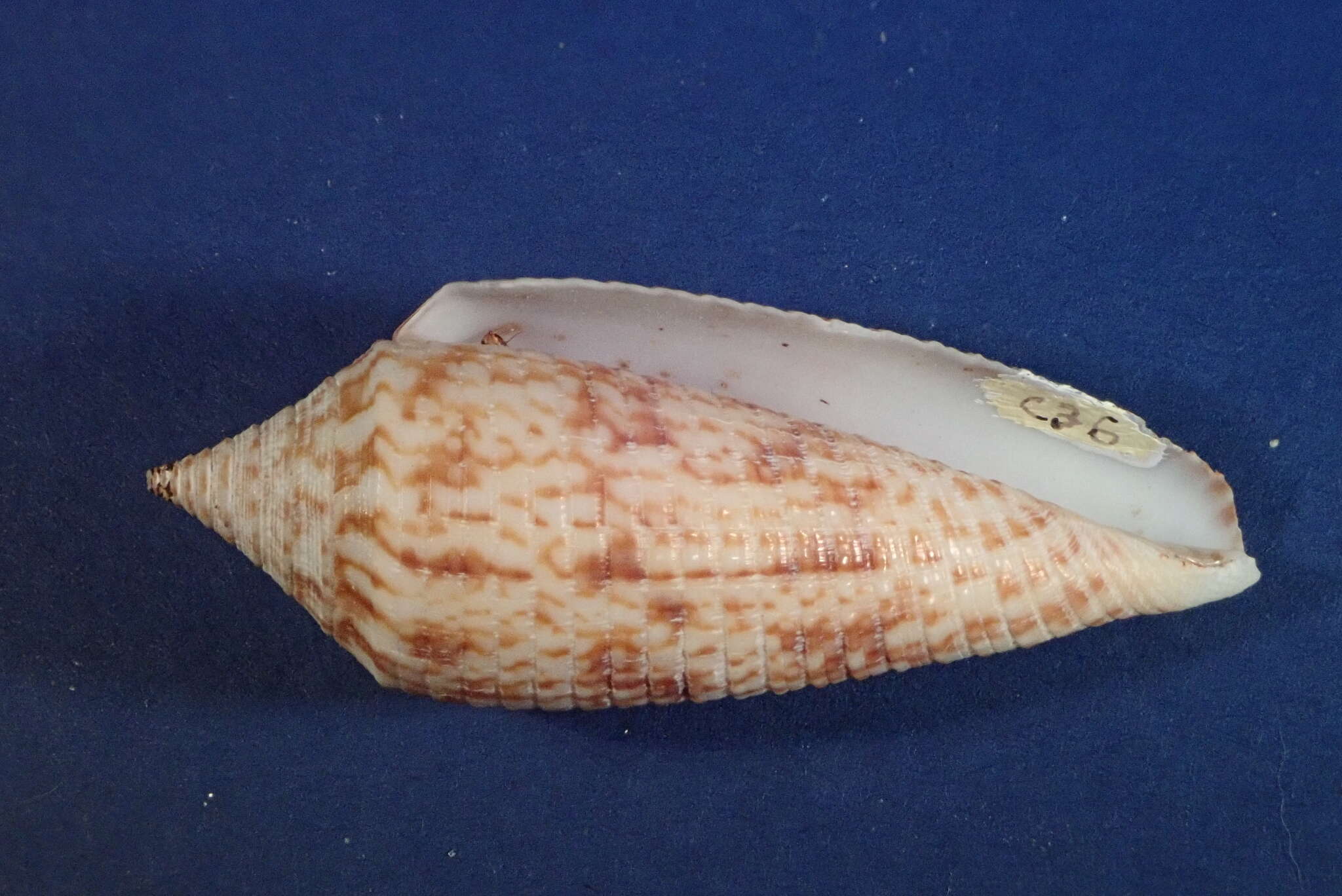 Image de Conus australis Holten 1802