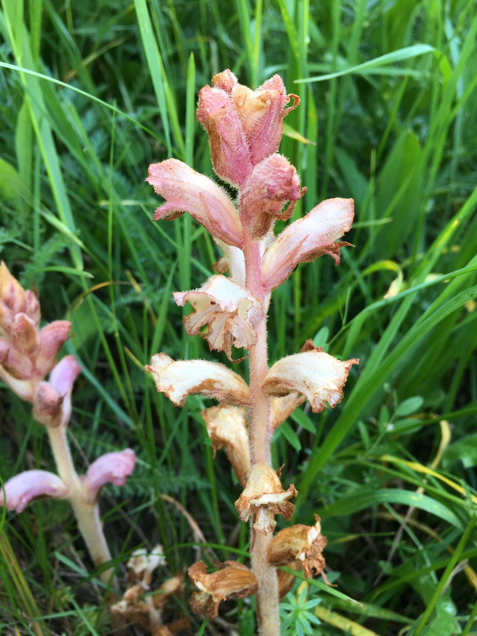 Imagem de Orobanche caryophyllacea Sm.