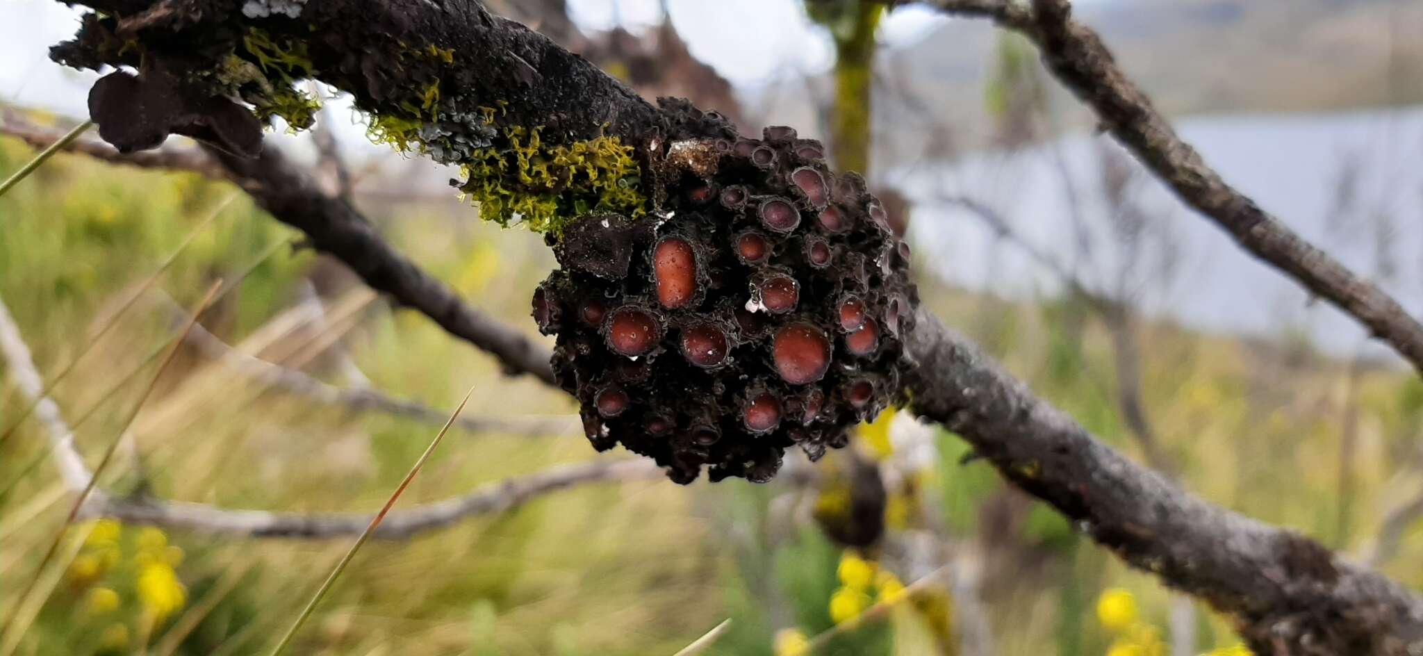 Image of skin lichen