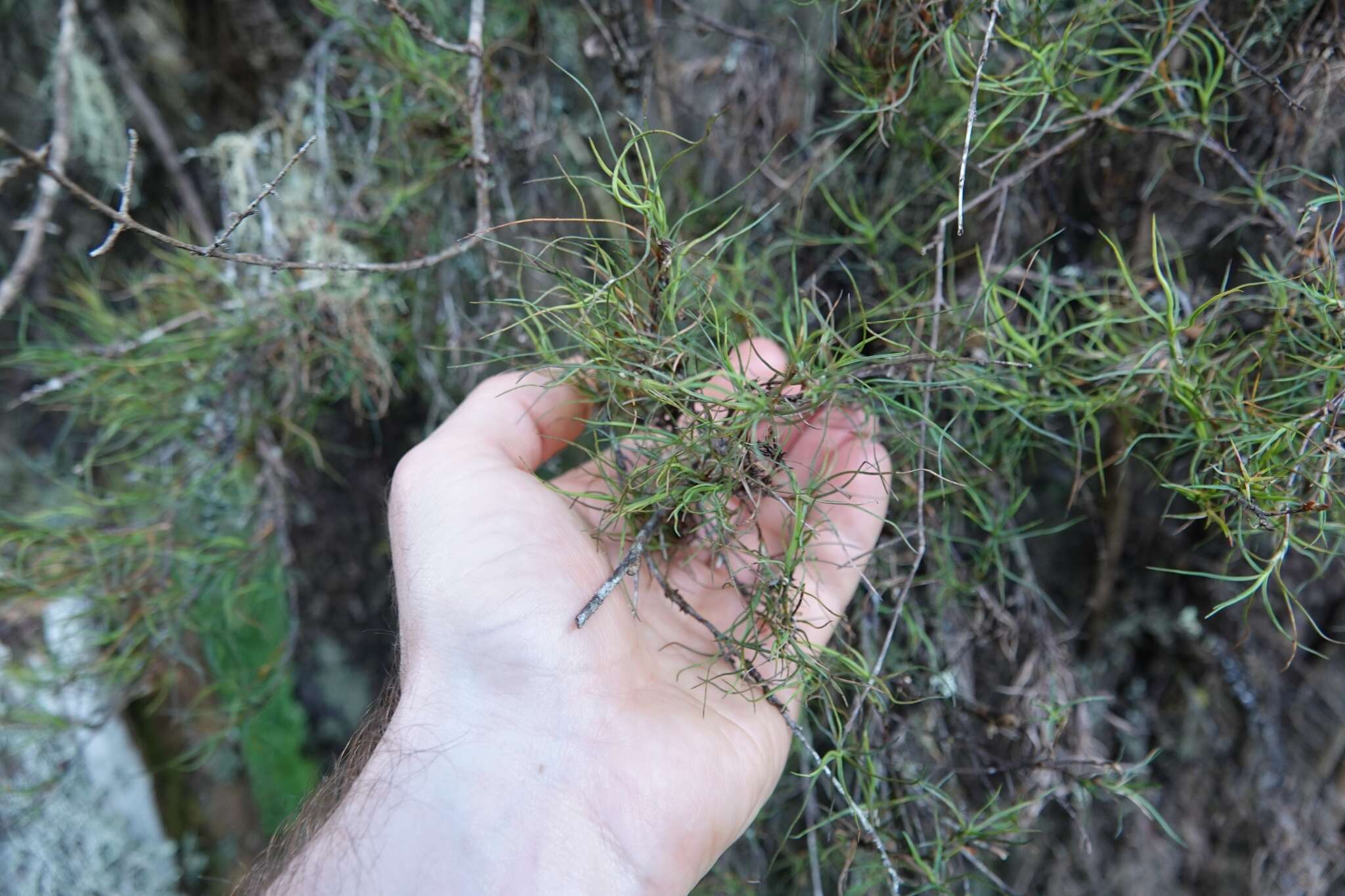 Image of Dracophyllum subulatum Hook. fil.