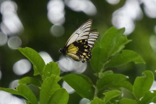 Image of Golden Birdwing