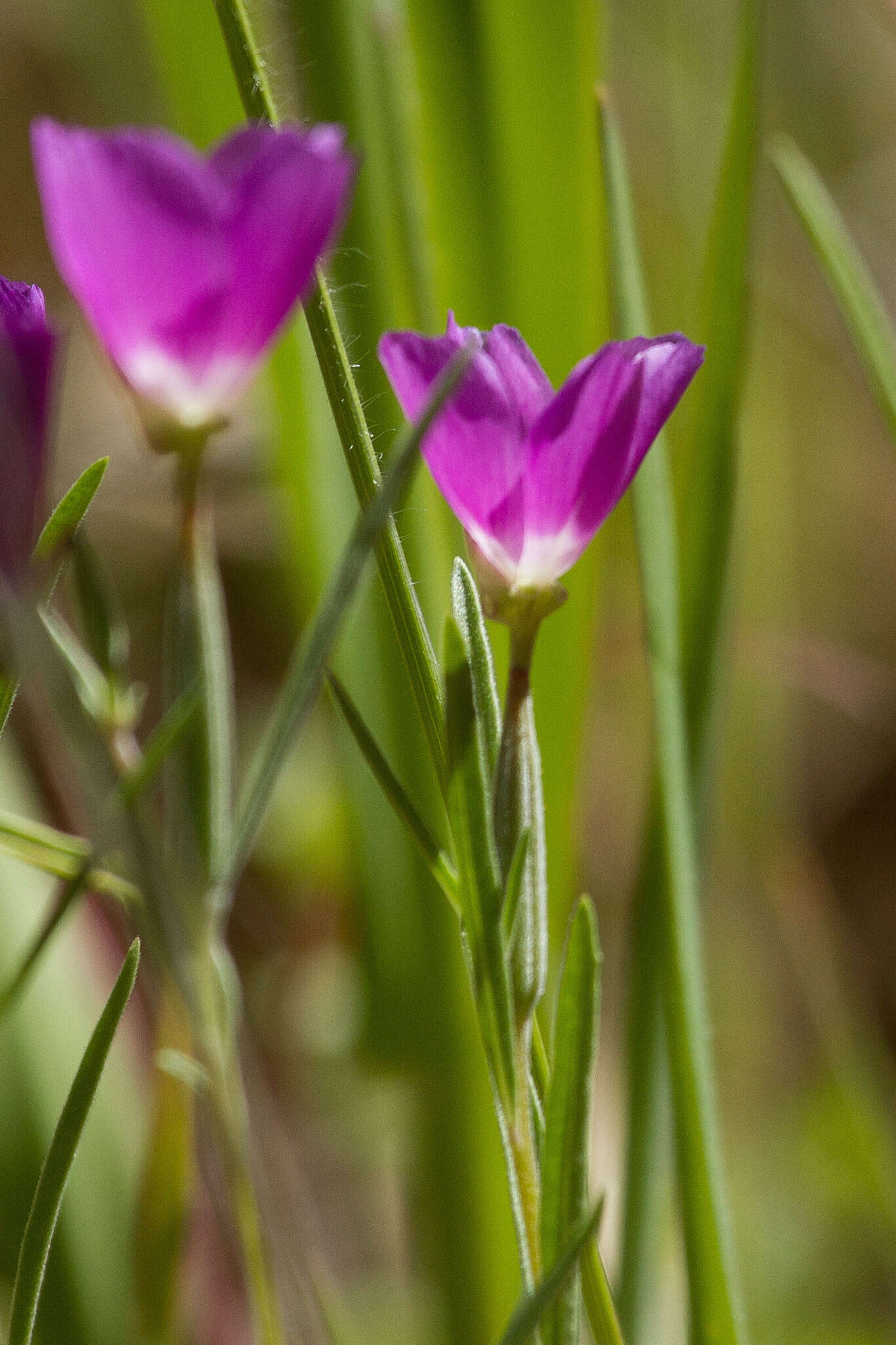 Imagem de Clarkia affinis H. & M. Lewis