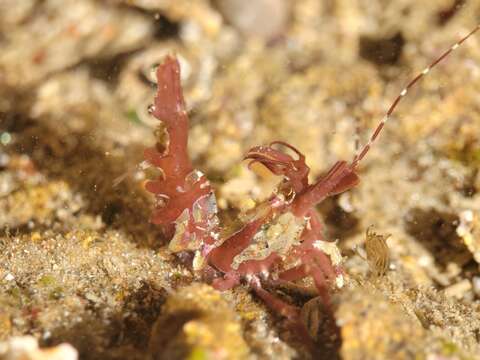 Lebbeus lagunae (Schmitt 1921)的圖片