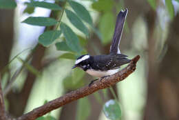 Image of White-browed Fantail