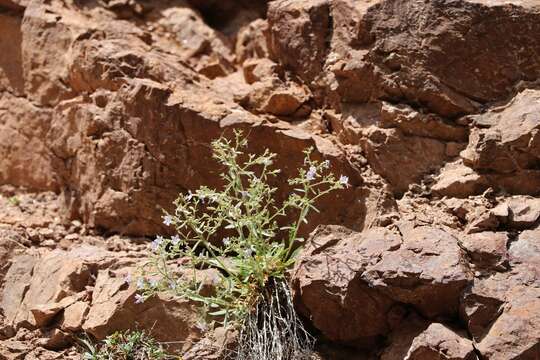 Image of Black Canyon gilia