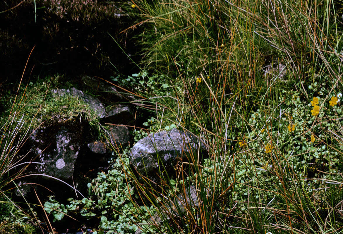 Image of Erythranthe robertsii (Silverside) G. L. Nesom