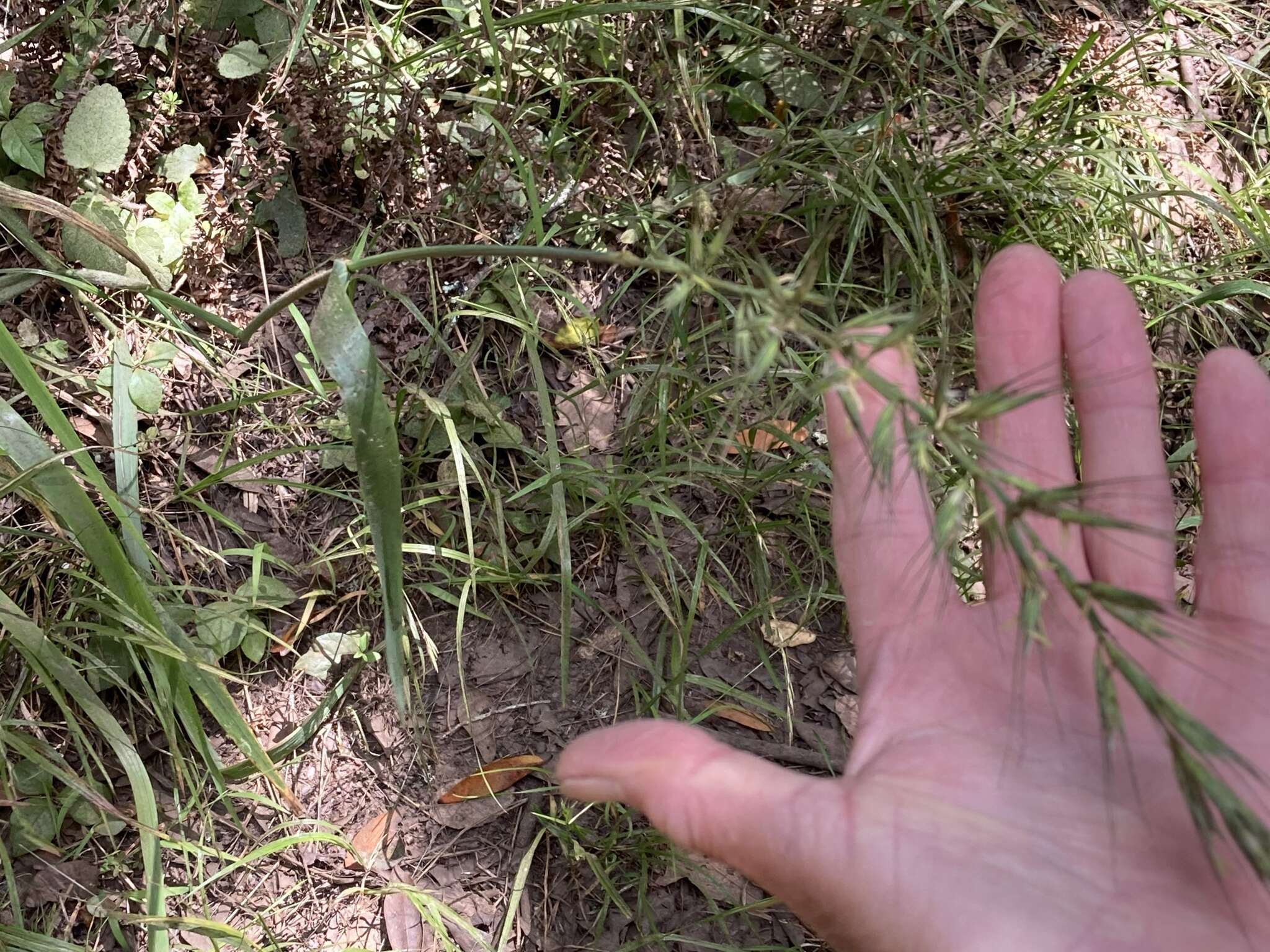 Elymus californicus (Bol. ex Thurb.) Gould的圖片