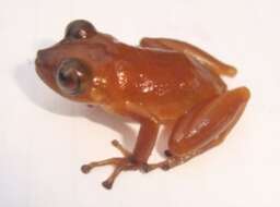 Image of Pristimantis waoranii (McCracken, Forstner & Dixon 2007)