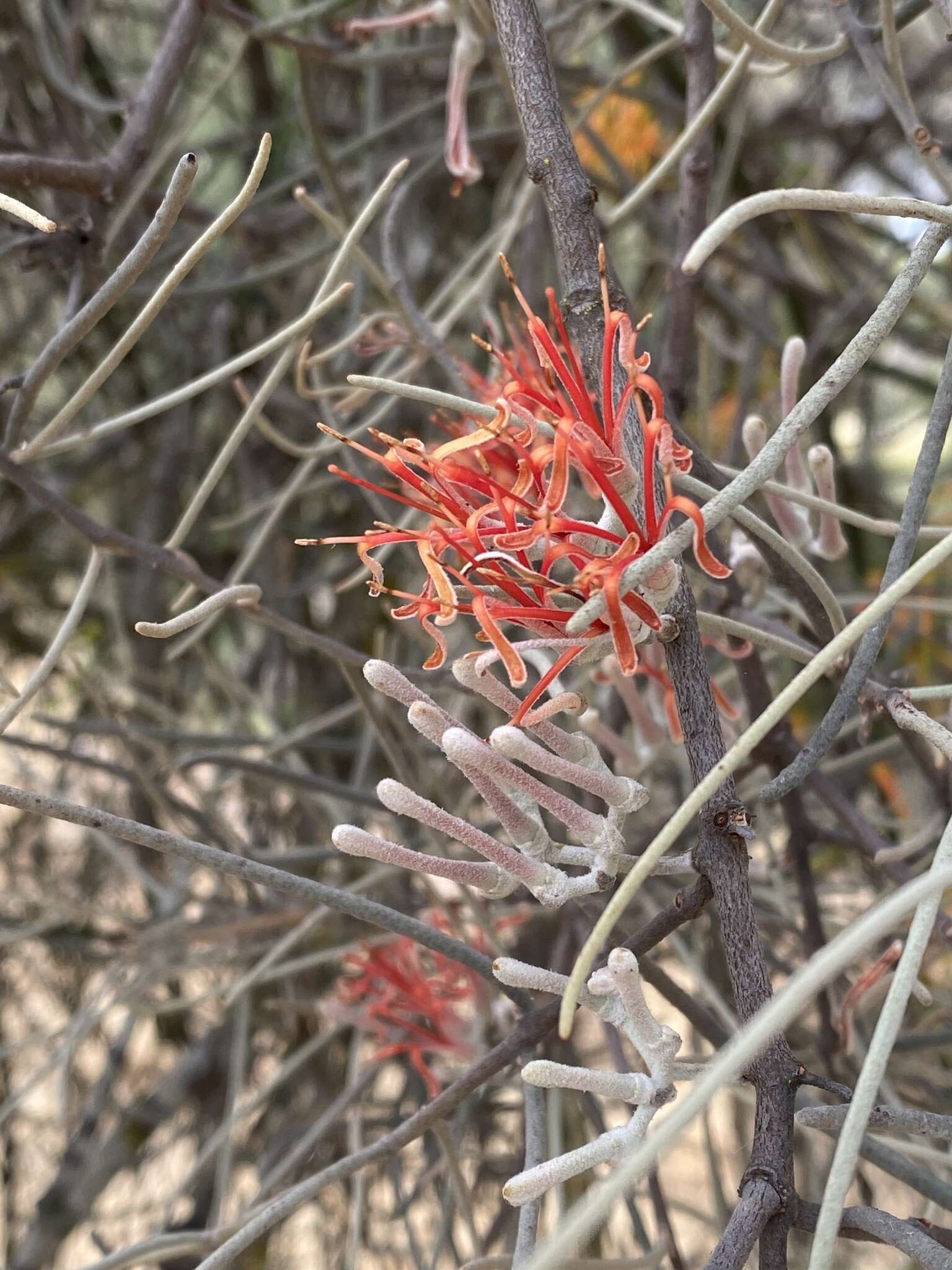 Amyema linophylla (Fenzl) Tieghem的圖片