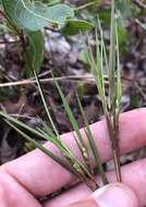 Panicum malacon Nash resmi