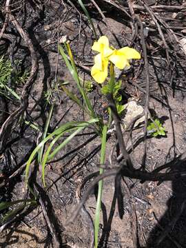 Moraea muddii N. E. Br. resmi