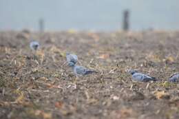 Image of Stock Dove