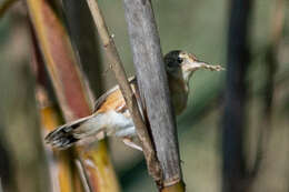 Image of Cisticola juncidis cisticola (Temminck 1820)