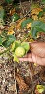 Image of conch apple