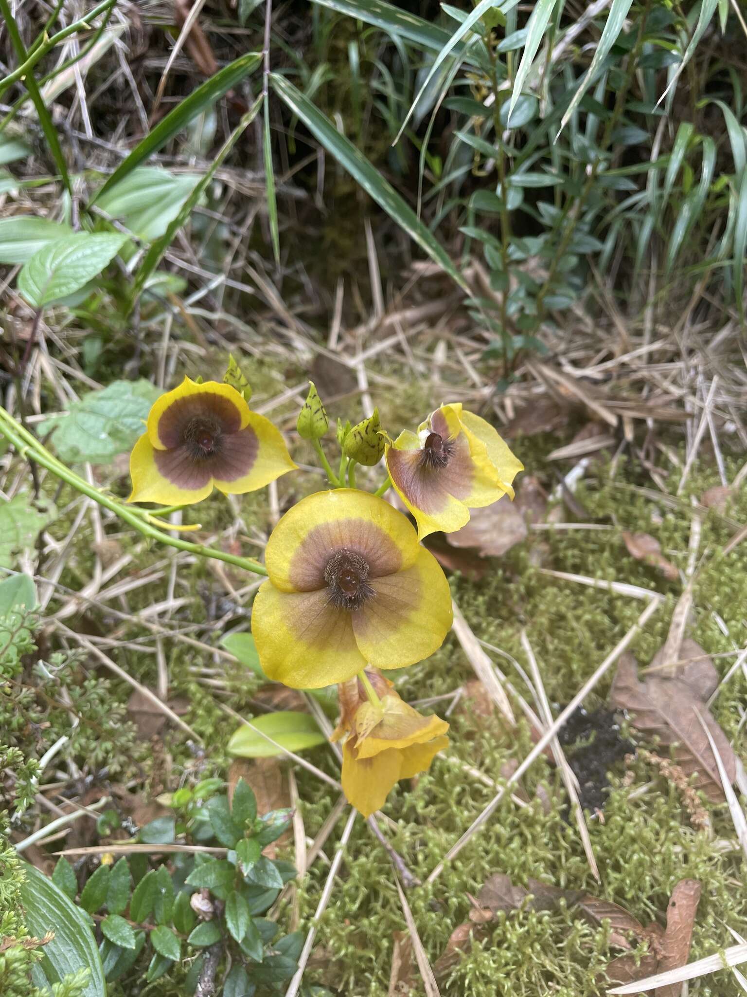 Imagem de Telipogon costaricensis Schltr.