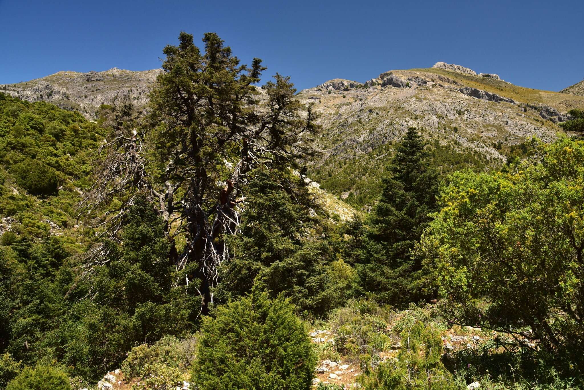 Image of Abies pinsapo var. pinsapo