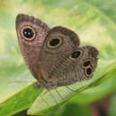 Image of Ypthima confusa Shirôzu & Shima 1977