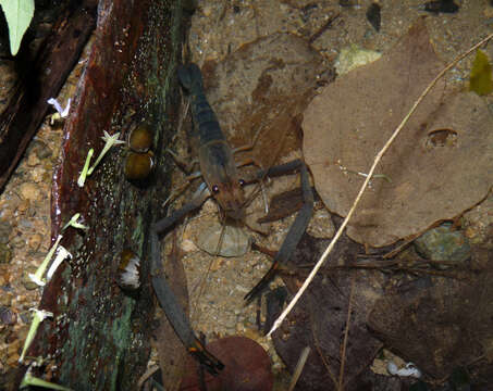 Image of Monkey river prawn