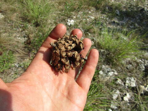 Image of Pinus nigra subsp. nigra