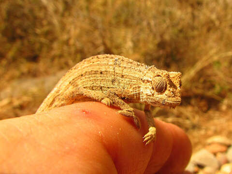 Image of Rieppeleon kerstenii robecchii (Boulenger 1891)