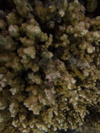 Image of Column coral