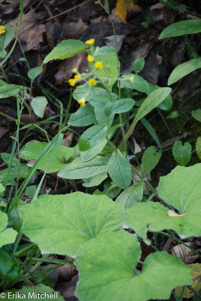 Image of rough hawkweed