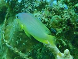 Image of Ambon damsel