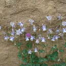 Image of Aquilegia moorcroftiana Wall.