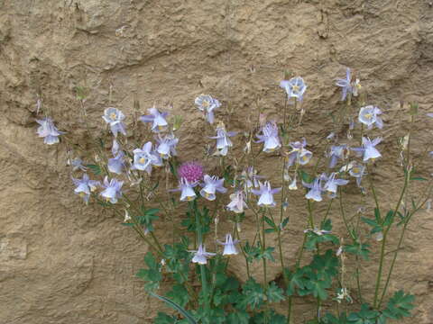 Image of Aquilegia moorcroftiana Wall.